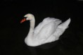 /album/nature/flaimg-4657-jpg1/
