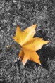 /album/nature/ed1img-4775-jpg1/