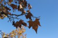 /album/nature/aimg-4761-jpg/